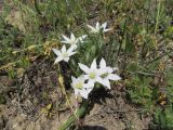 Ornithogalum montanum