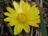 Adonis vernalis