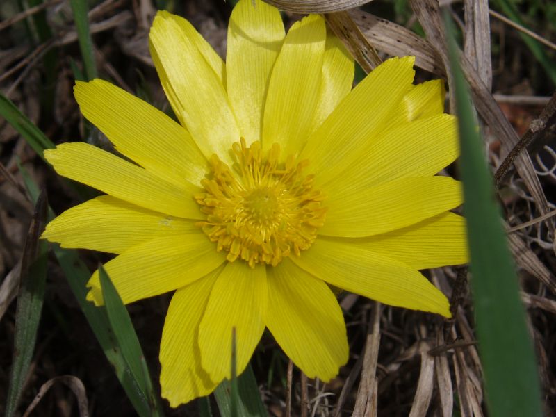 Изображение особи Adonis vernalis.