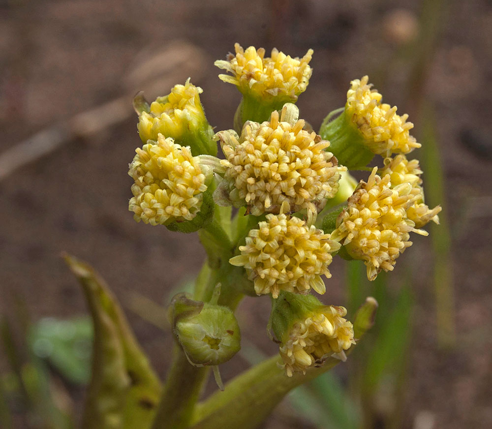 Изображение особи Petasites spurius.