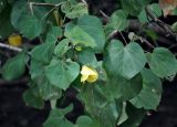 Hibiscus tiliaceus