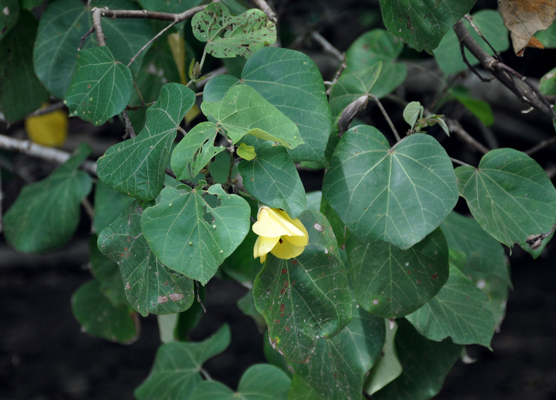 Изображение особи Hibiscus tiliaceus.