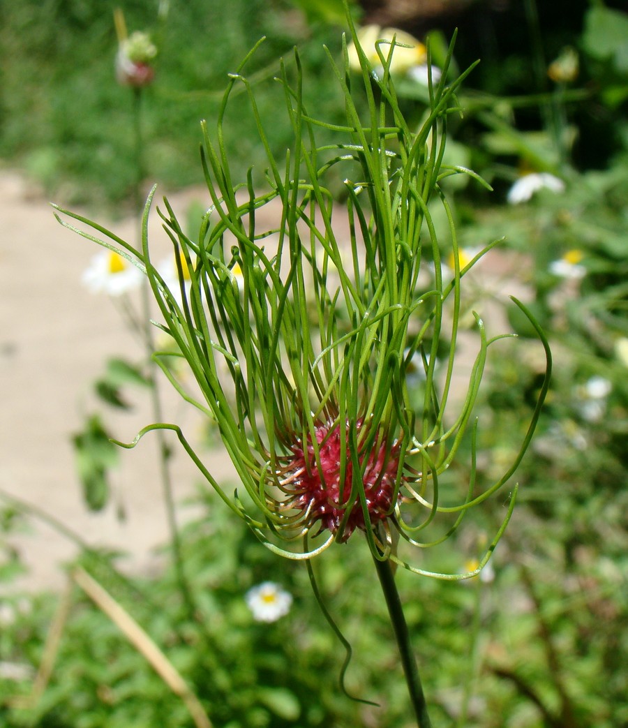 Image of Allium vineale specimen.