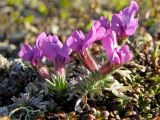 Oxytropis czukotica. Цветущее растение. Магаданская обл., окр. г. Магадан, пос. Снежная Долина, водораздел в бассейне р. Дукча, кустарничково-лишайниковые кедровые стланики. 11.06.2017.