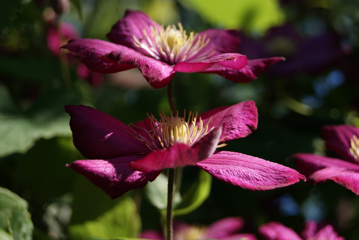 Image of genus Clematis specimen.