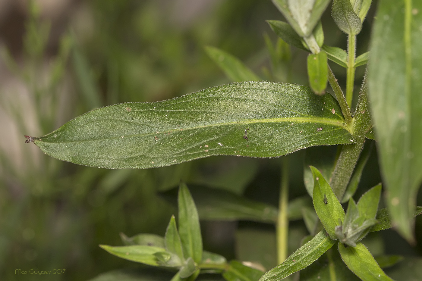 Image of genus Lythrum specimen.