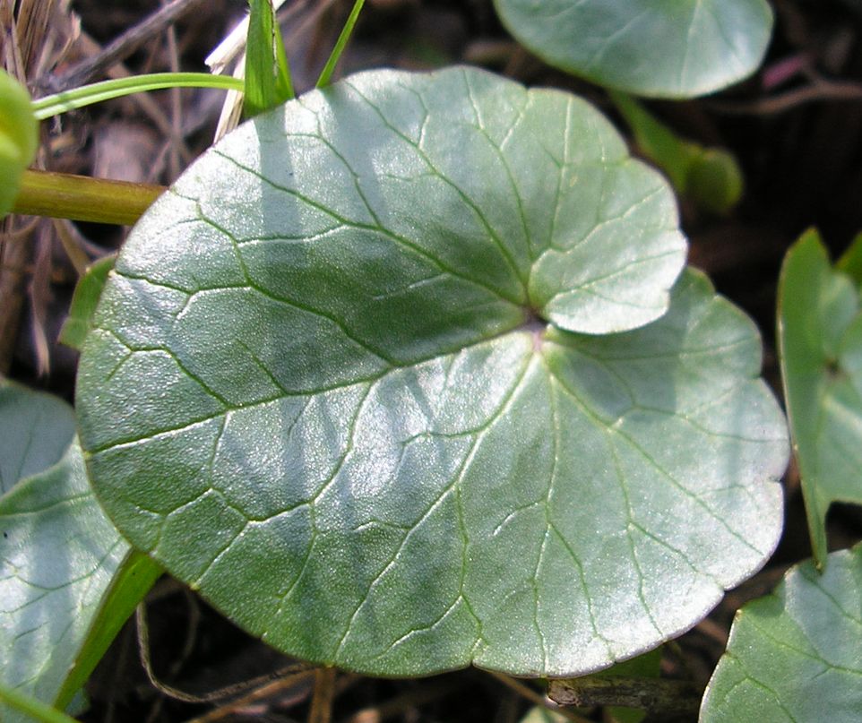 Image of Ficaria calthifolia specimen.