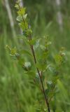 Betula humilis