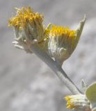 Inula oxylepis