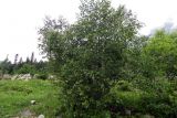 Betula pendula