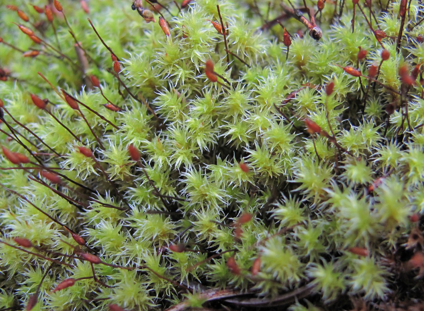 Image of genus Niphotrichum specimen.