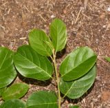 Combretum microphyllum