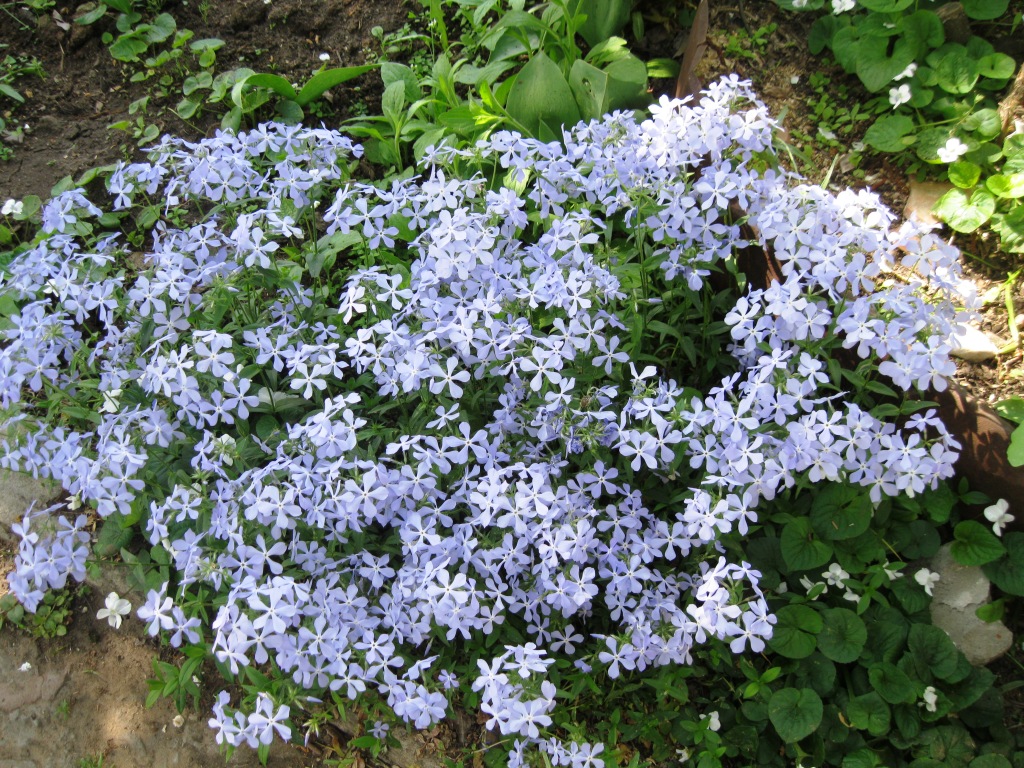 Изображение особи Phlox divaricata.