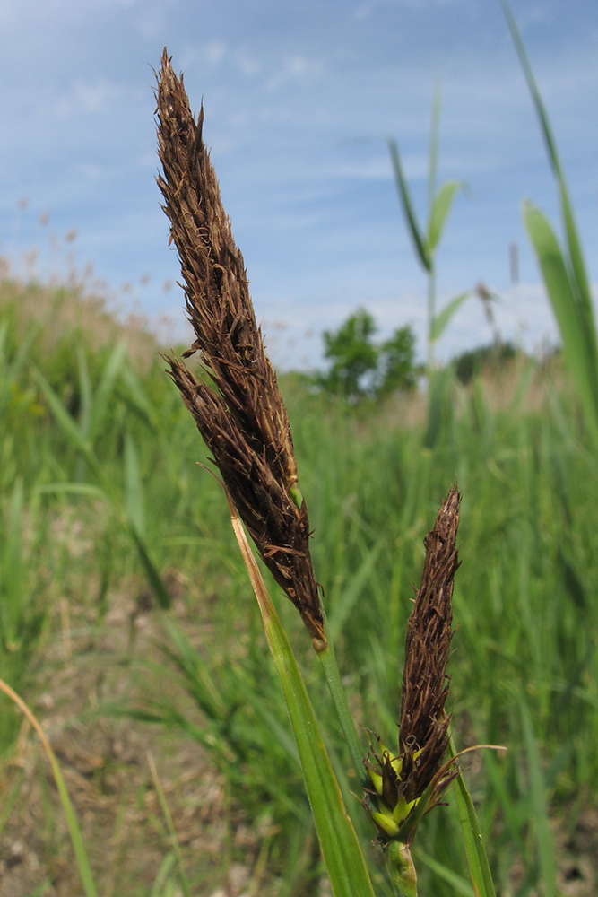 Изображение особи Carex riparia.