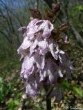 Image of taxon representative. Author is Илья Турбанов