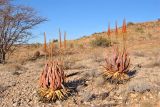 Aloe gariepensis