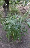 Sonchus arvensis