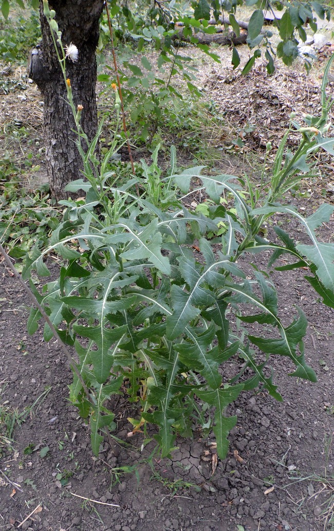 Изображение особи Sonchus arvensis.