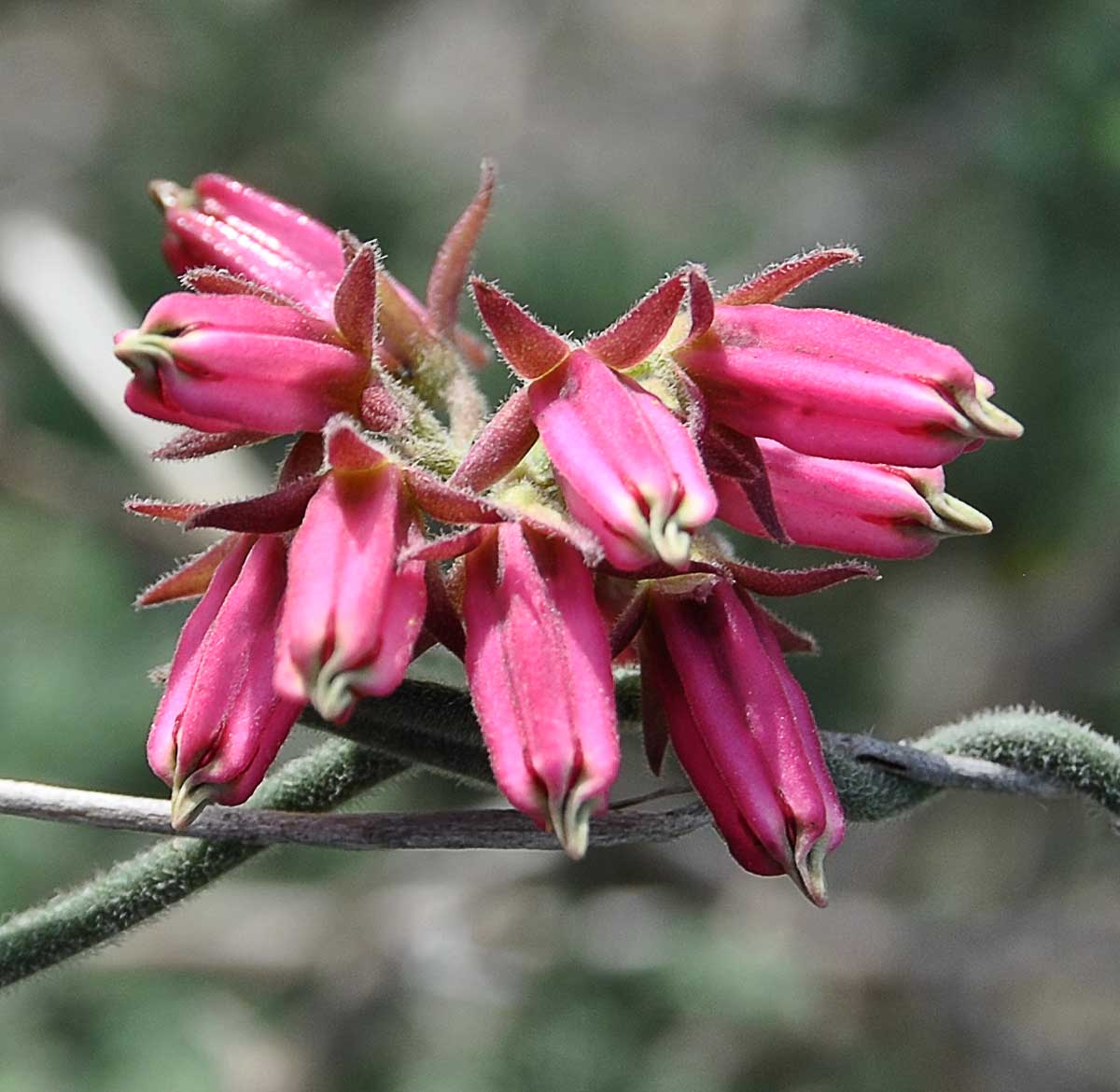 Изображение особи Microloma sagittatum.