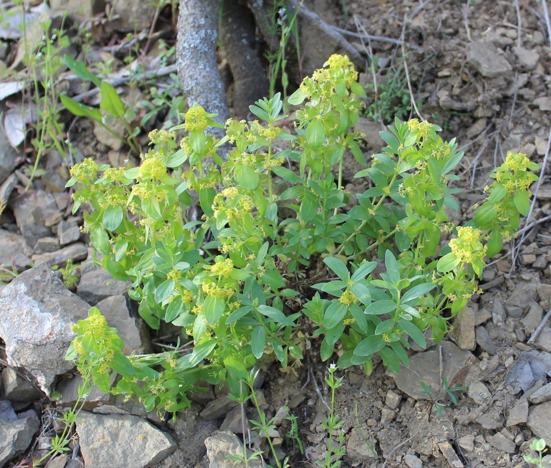 Image of Cruciata kopetdaghensis specimen.