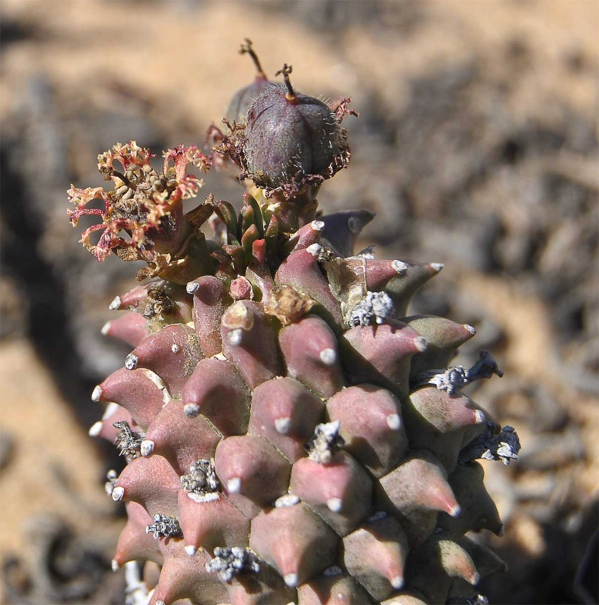 Изображение особи Euphorbia caput-medusae.