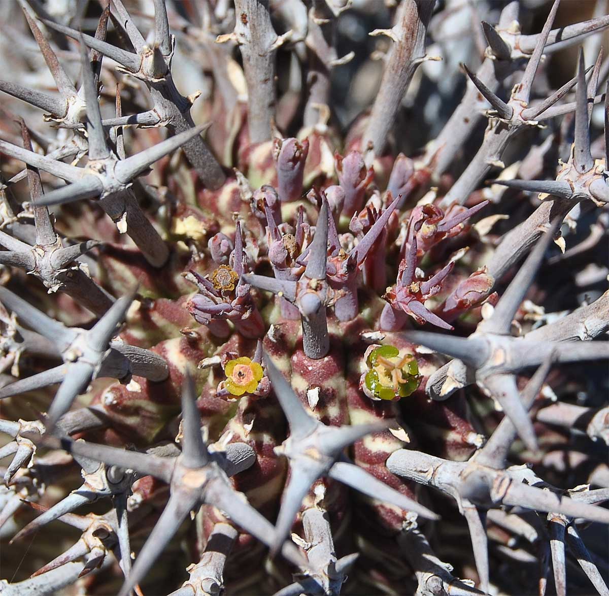 Изображение особи Euphorbia pillansii.