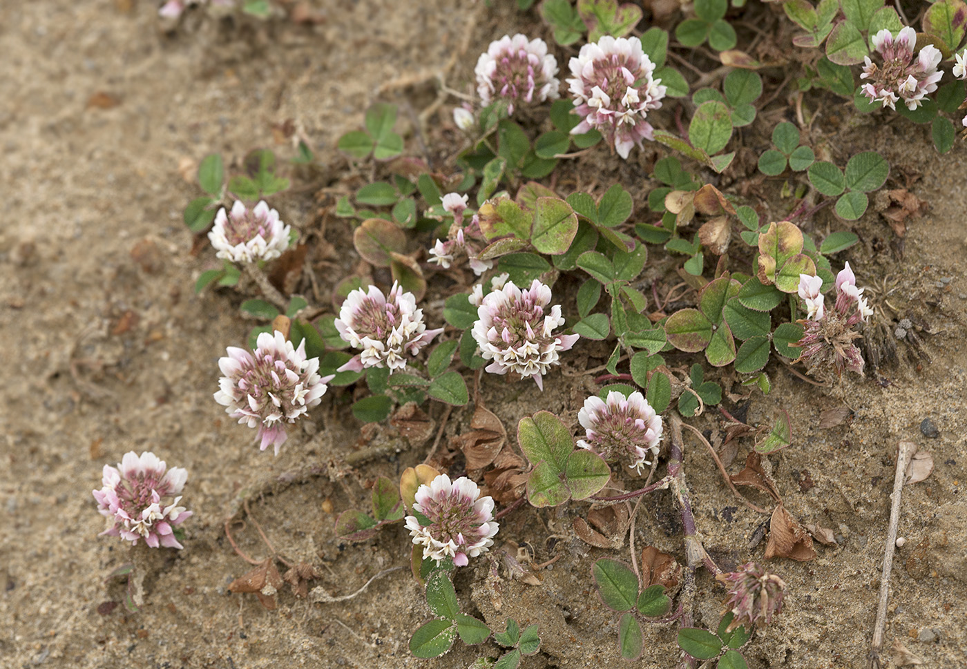 Image of Trifolium repens specimen.