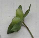 Image of taxon representative. Author is Андрей Любченко