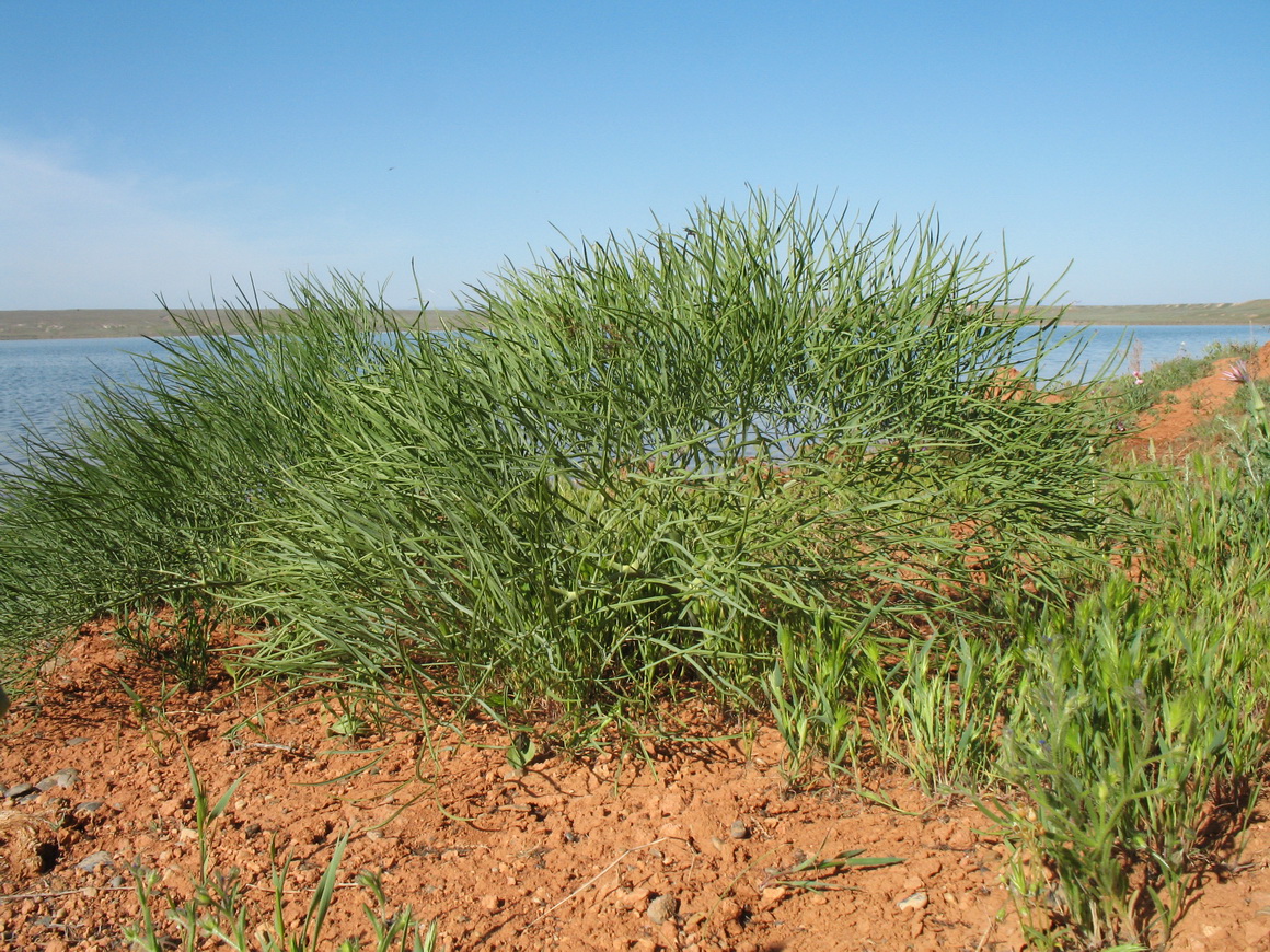 Image of Ferula varia specimen.