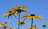 Rudbeckia variety sullivantii