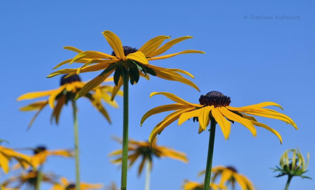 Image of Rudbeckia fulgida var. sullivantii specimen.