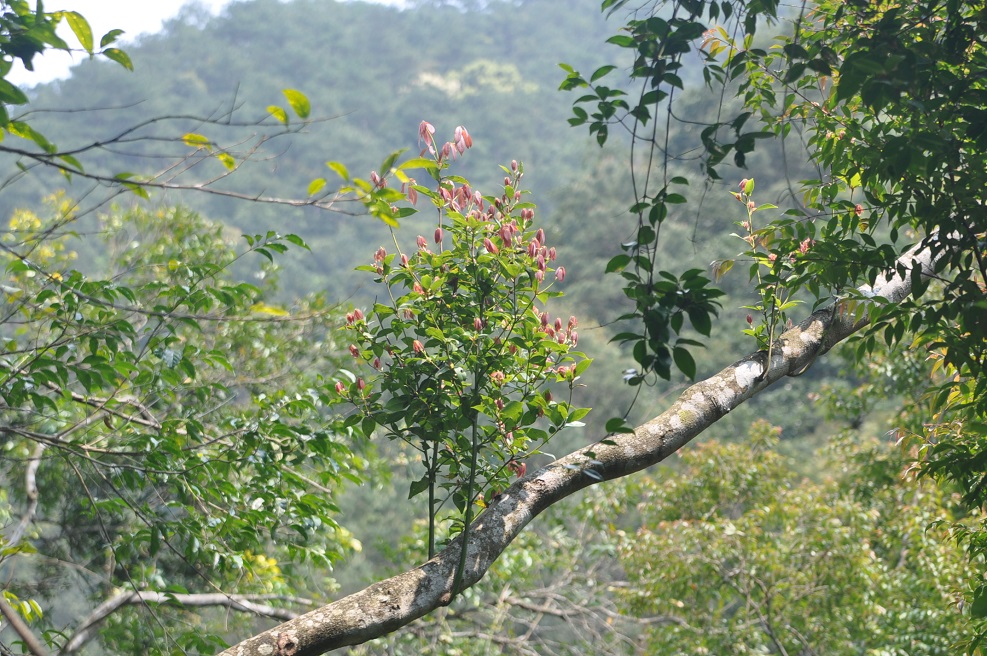 Image of familia Lauraceae specimen.