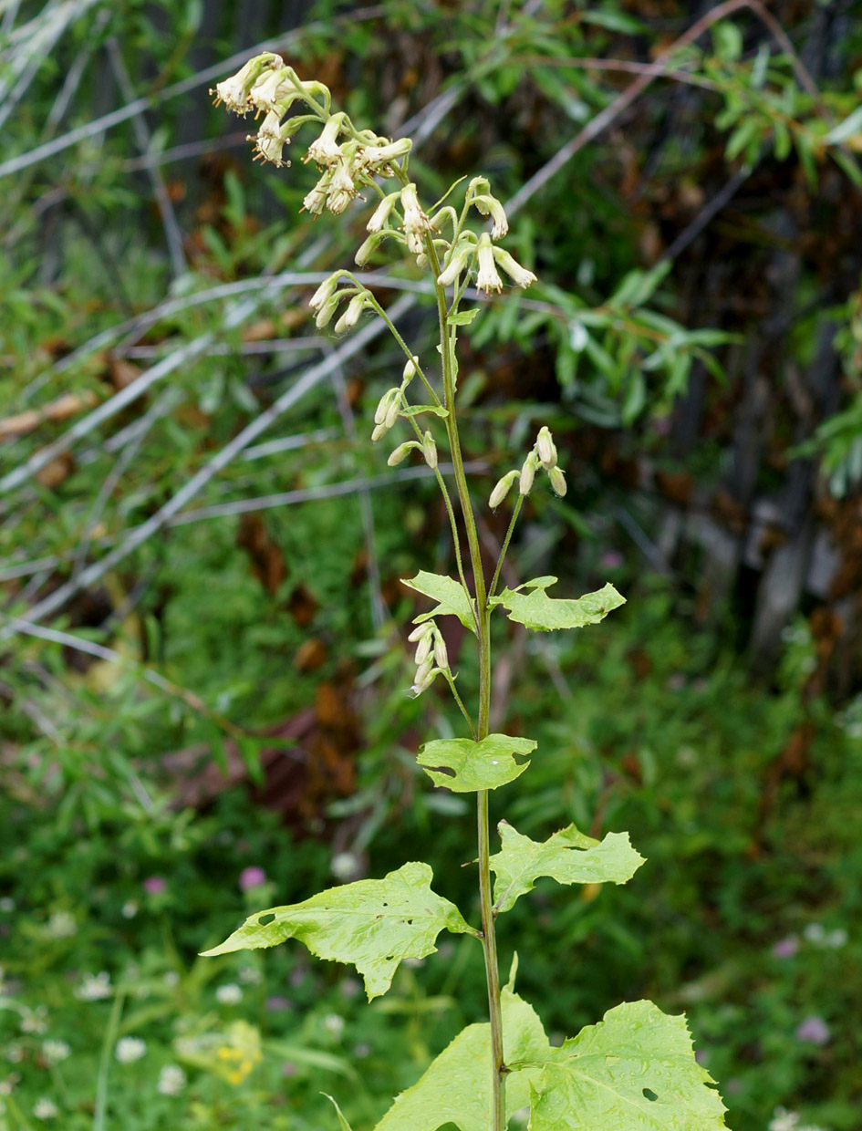 Image of Parasenecio hastatus specimen.