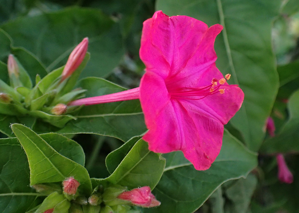 Изображение особи Mirabilis jalapa.