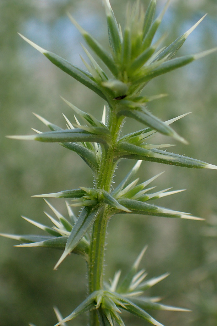 Изображение особи Salsola tragus.