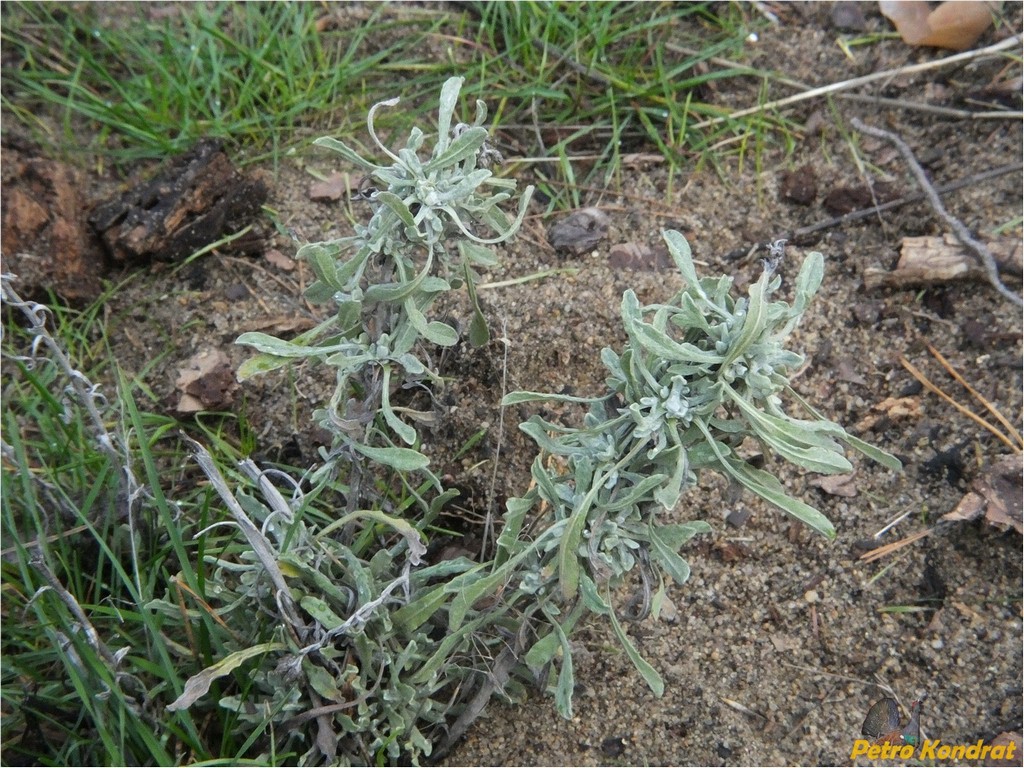 Image of genus Centaurea specimen.