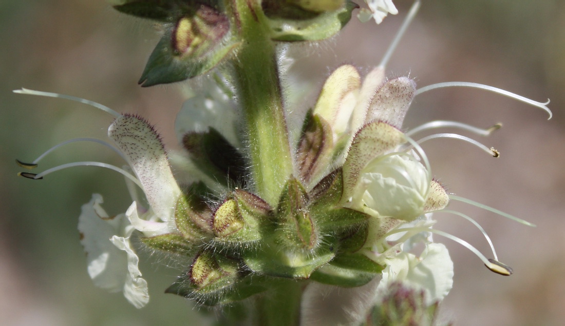 Image of Salvia austriaca specimen.