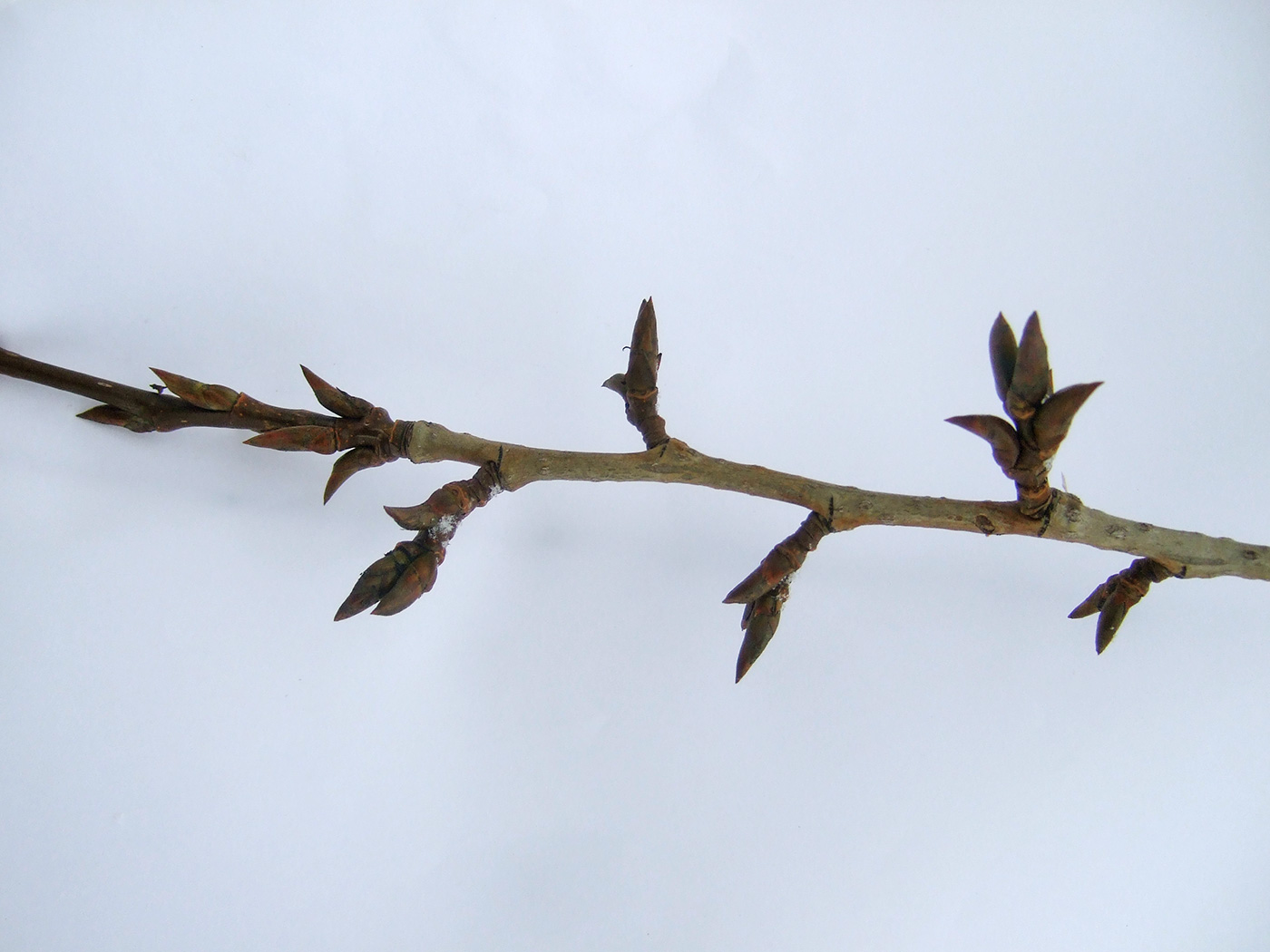 Image of Populus &times; rasumowskiana specimen.