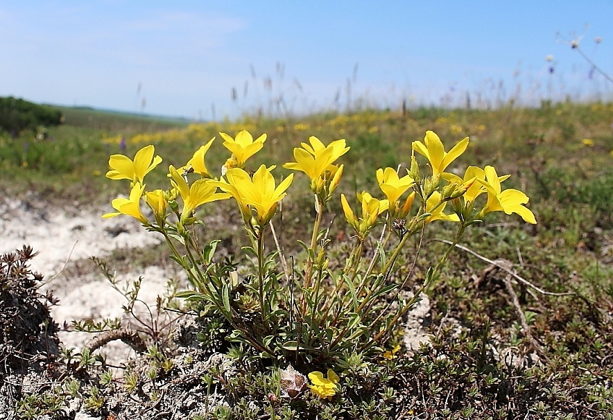 Image of Linum ucranicum specimen.