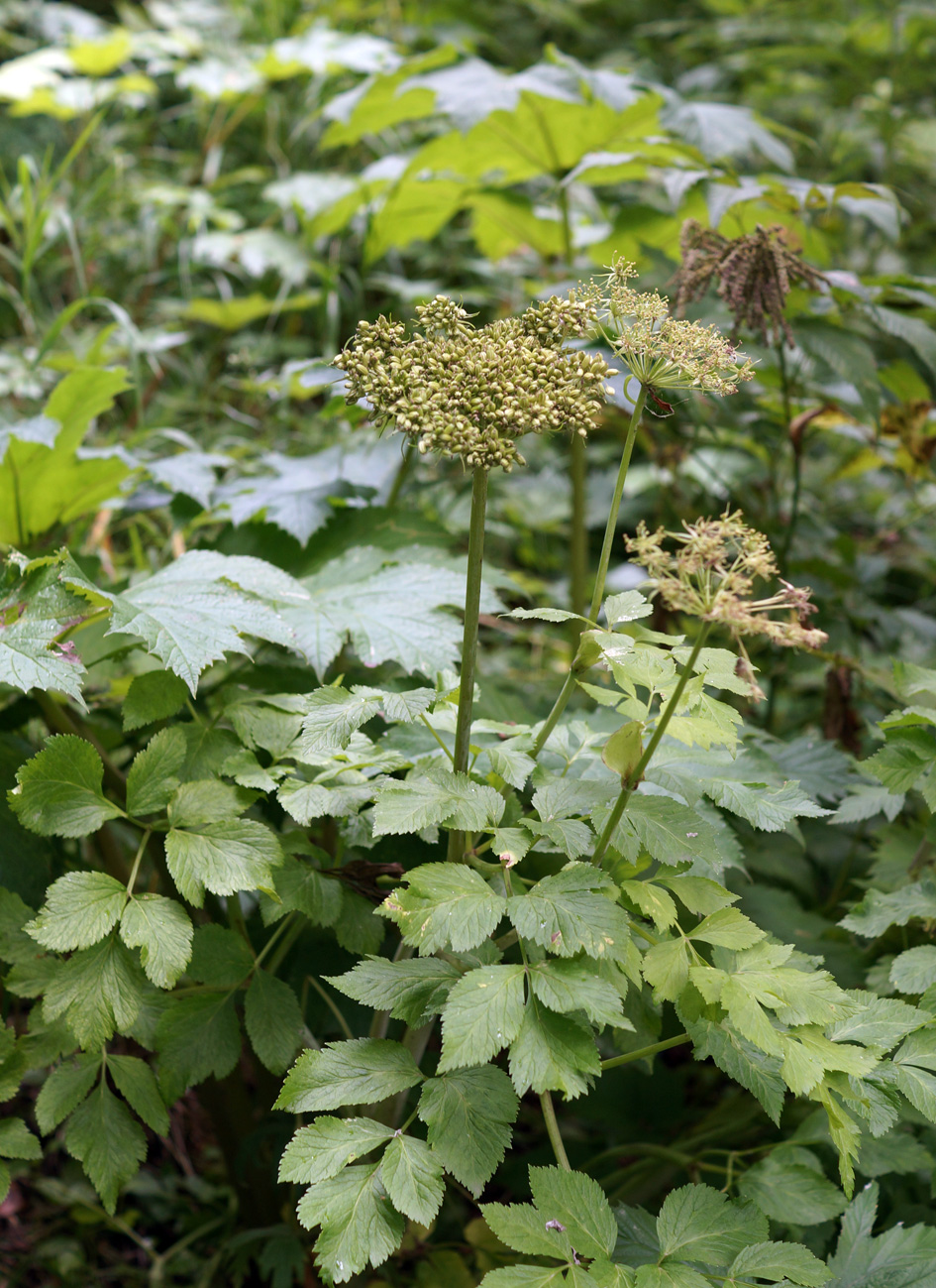 Image of Ligusticum scoticum specimen.