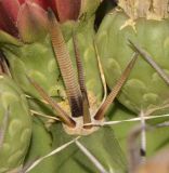 Ferocactus wislizeni