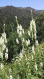 Aconitum orientale. Верхушки цветущих растений. Республика Адыгея, Майкопский р-н, граница плато Лаго-Наки, левый берег р. Курджипс, рядом с Овечьей пещерой. 01.08.2016.