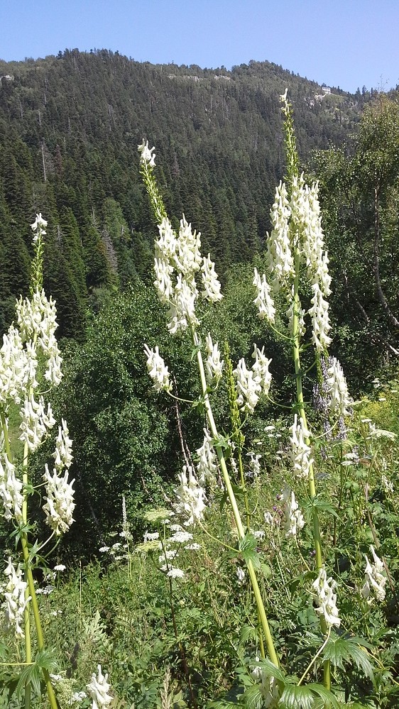 Image of Aconitum orientale specimen.