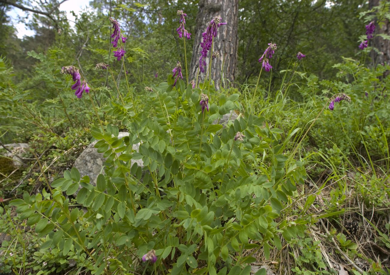 Изображение особи Hedysarum caucasicum.