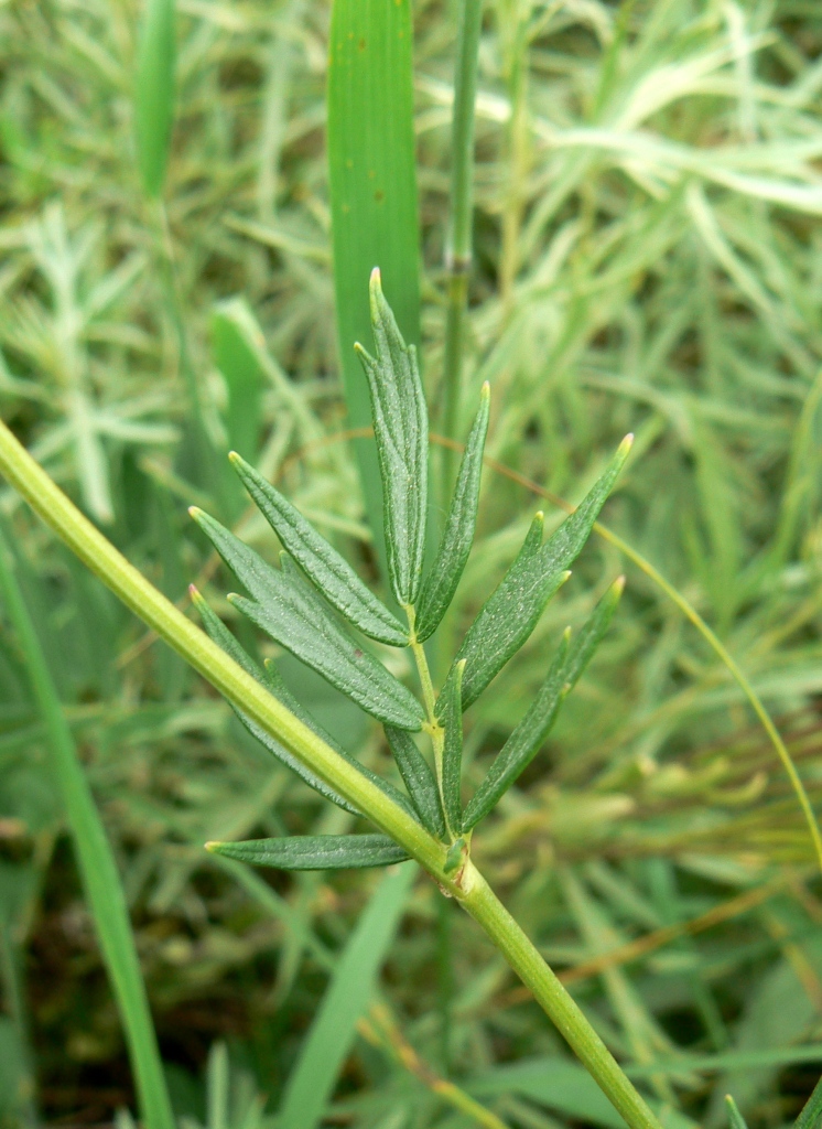 Image of Thalictrum amurense specimen.