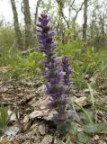 Ajuga orientalis. Цветущее растение. Крым, Бахчисарайский р-н, окр. пещерного г. Эски-Кермен, лес по дороге к пещерному монастырю Шулдан. 05.05.2009.