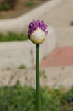 род Allium