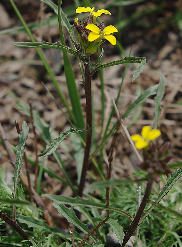 Image of Erysimum substrigosum specimen.