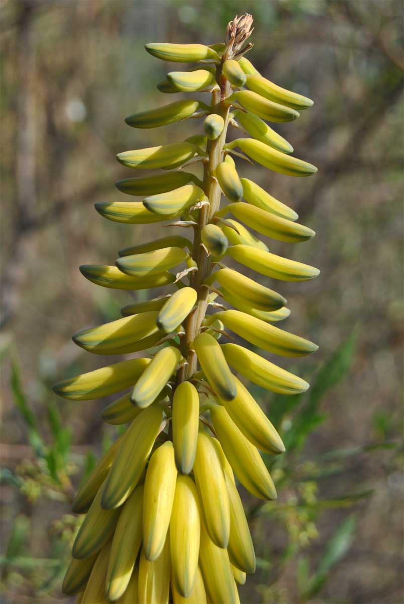 Image of Aloe vera specimen.