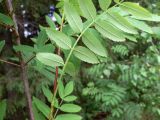 Sorbus sibirica. Лист (нижняя сторона). Свердловская обл., окр. г. Североуральск, р-н скал Три Брата, зарастающая дорога между основным руслом р. Вагран и заводью. 27.06.2017.